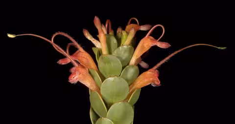 Adenanthos obovatus