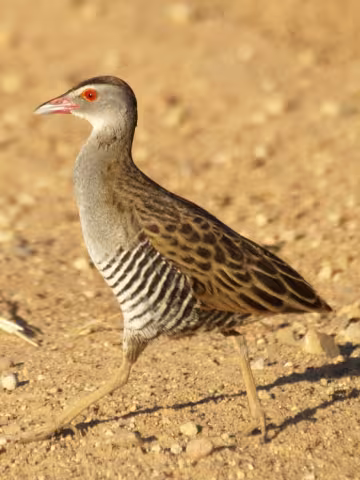 African crake
