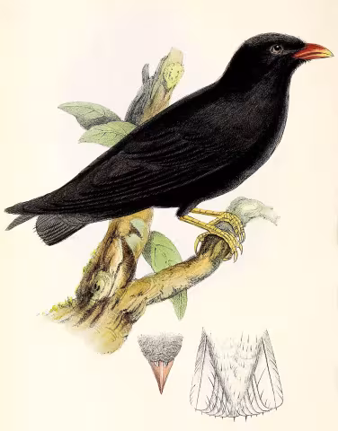 African river martin
