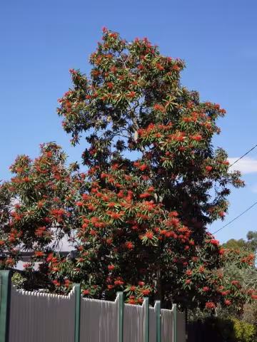 Alloxylon flammeum