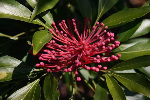 Alloxylon pinnatum