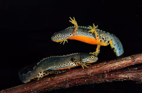 Alpine newt