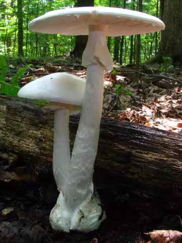 Amanita bisporigera