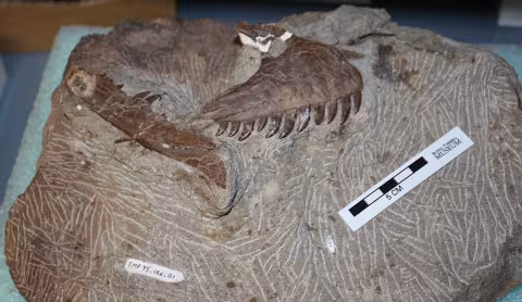 Atrociraptor