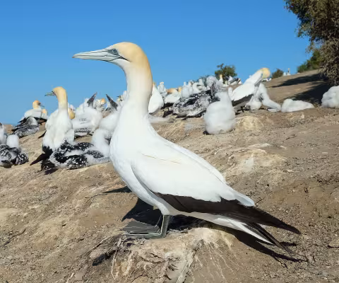 Australasian gannet