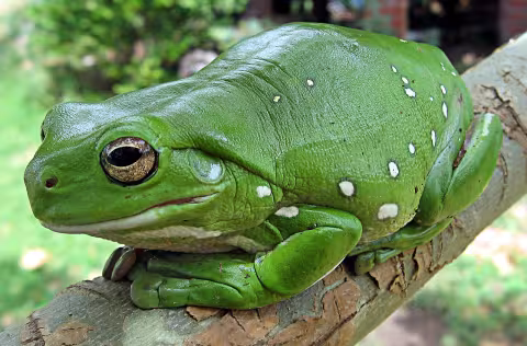 Australian green tree frog