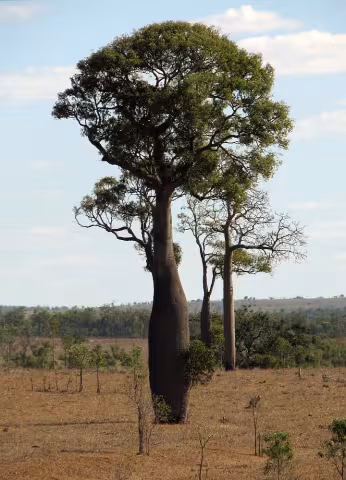 Brachychiton rupestris