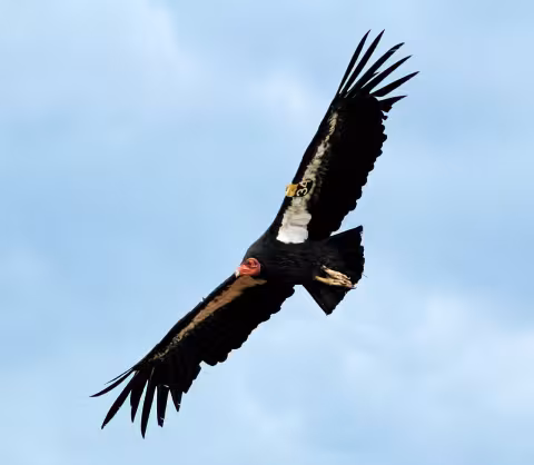 California condor