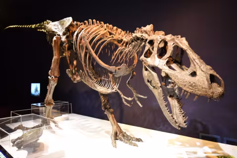 Daspletosaurus
