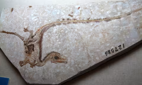 Dinosaur