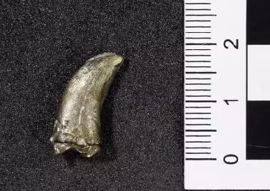 Dromaeosauroides