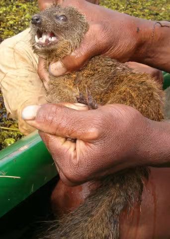 Durrell's vontsira
