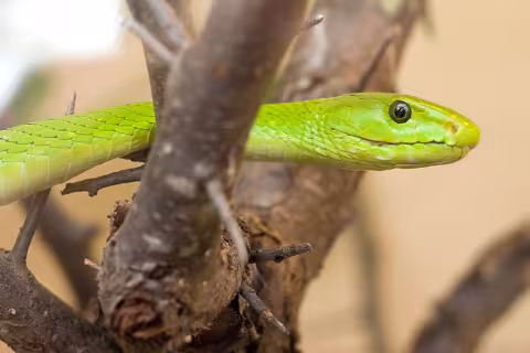 Eastern green mamba