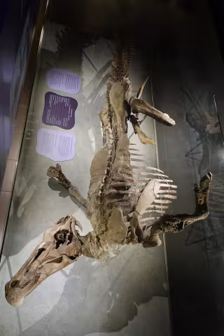Edmontosaurus mummy SMF R 4036