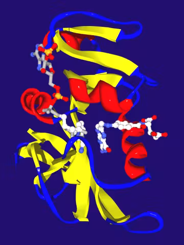 Enzyme kinetics