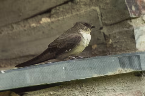Eurasian crag martin