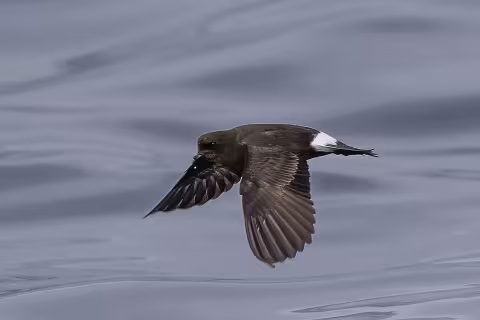 European storm petrel