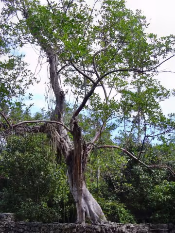 Ficus aurea