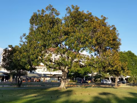 Ficus rubiginosa