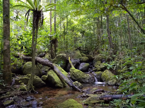 Flora of Madagascar