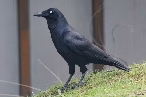 Forest raven