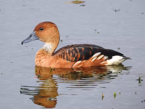 Fulvous whistling duck