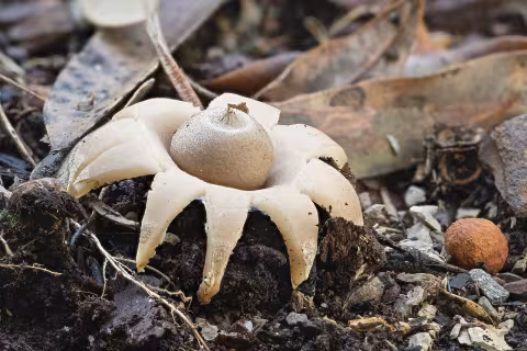 Geastrum triplex