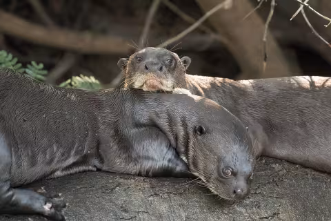 Giant otter