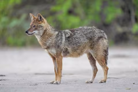 Golden jackal