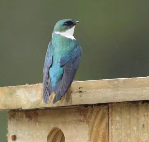 Golden swallow