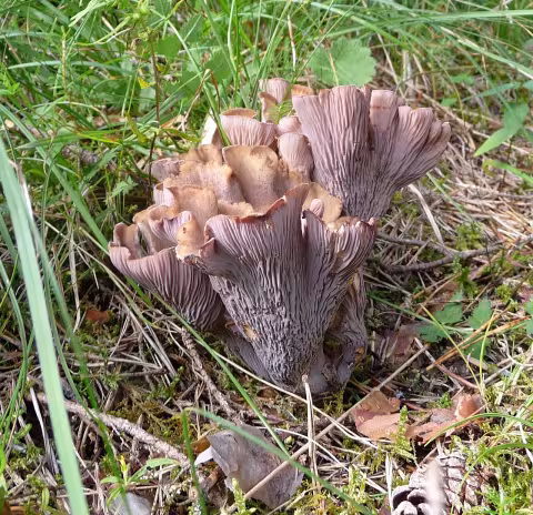 Gomphus clavatus