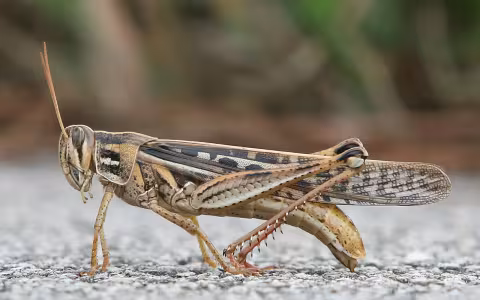 Grasshopper