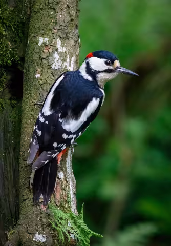 Great spotted woodpecker