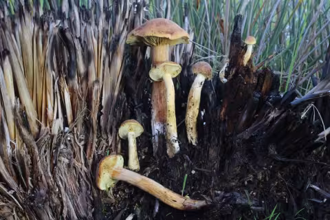 Gymnopilus maritimus