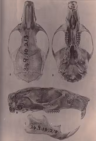 Hammond's rice rat