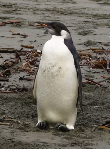 Happy Feet (penguin)