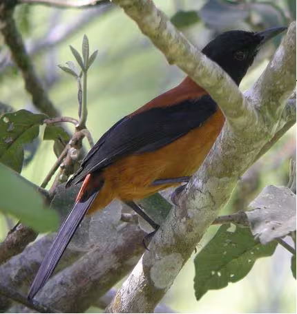 Hooded pitohui