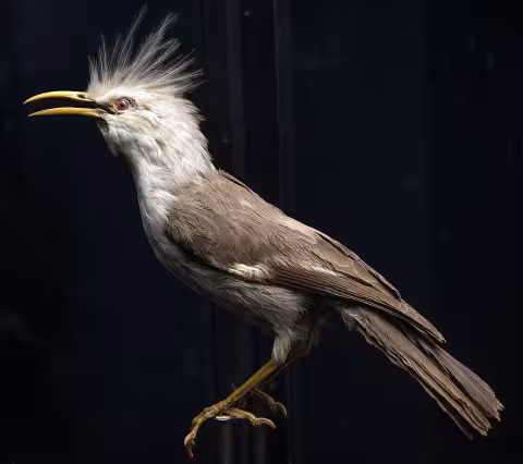 Hoopoe starling