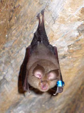 Horseshoe bat