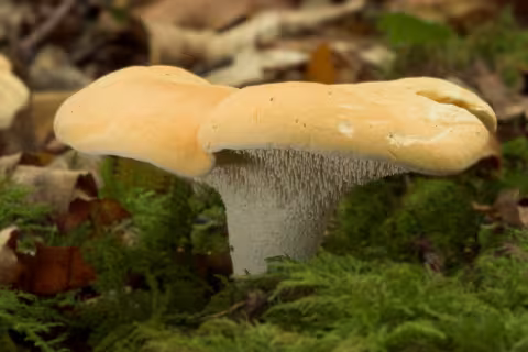 Hydnum repandum