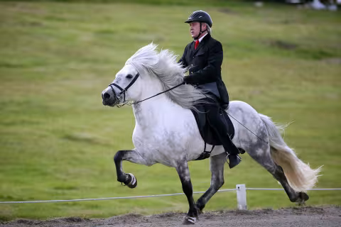 Icelandic horse