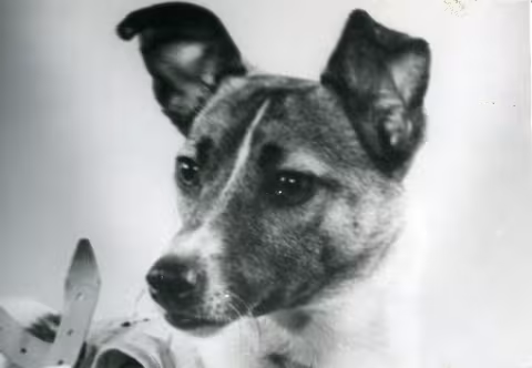Laika