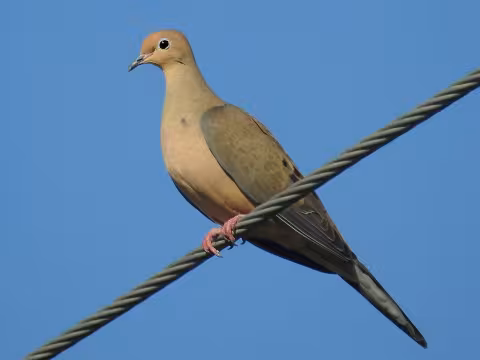Mourning dove
