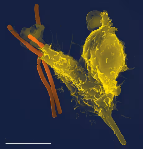 Phagocyte