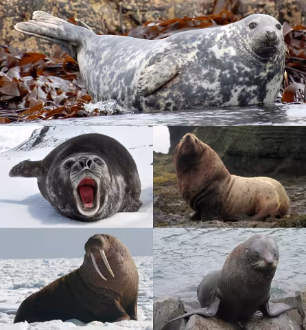 Pinniped