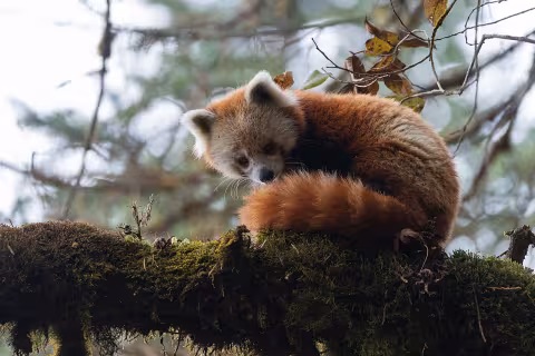 Red panda