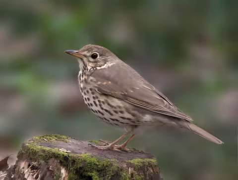 Song thrush