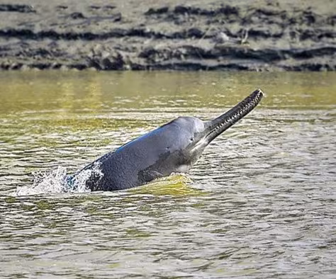 South Asian river dolphin
