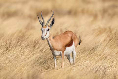 Springbok
