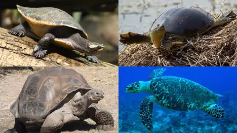 Turtle